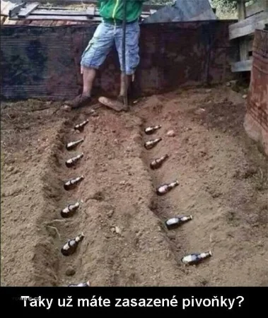 Pivoňky