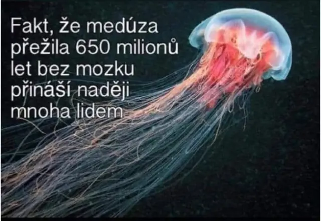 Medůza