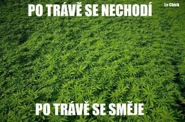 Druhá tráva